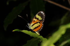 Hypothyris ninonia daeta