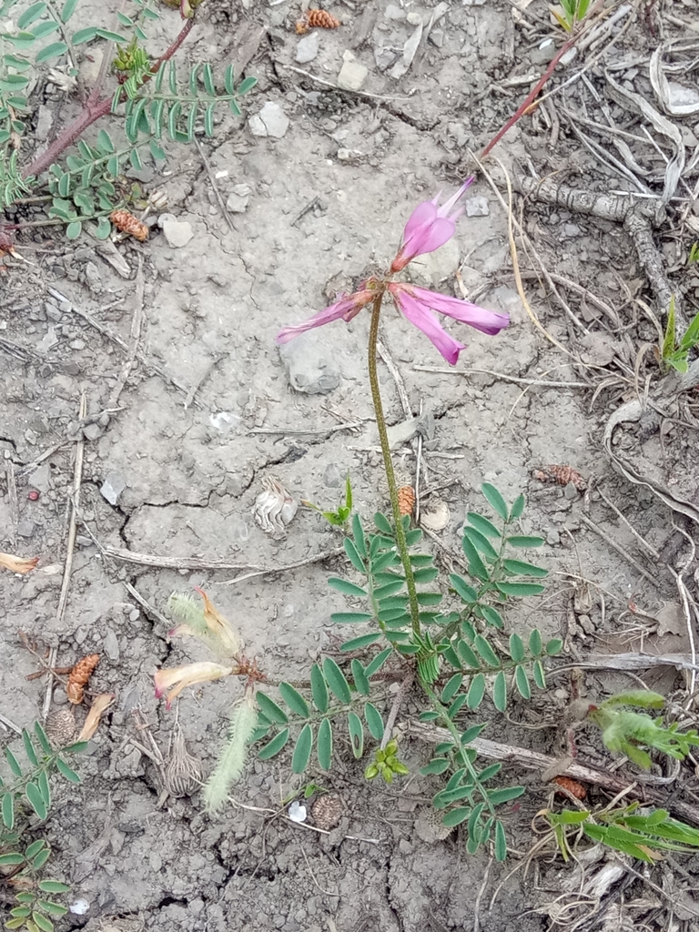 Sulla glomerata; photograph Karim Haddad, CC BY, iNaturalist via GBIF