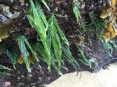 Chaetomorpha antennina