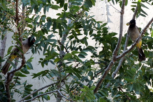 White-spectacled Bulbul (Pycnonotus xanthopygos), photo 5