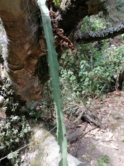 Disocactus speciosus