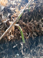 Disocactus speciosus