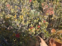 Searsia magalismontana magalismontana