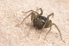 Pardosa littoralis