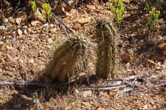 Trichocereus schoenii
