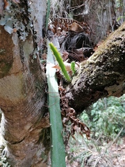 Disocactus speciosus