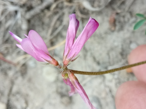 Sulla glomerata, photograph 2