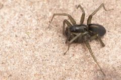 Pardosa littoralis