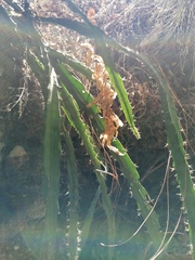 Disocactus speciosus