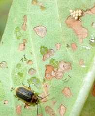 Galerucella nymphaeae