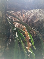 Disocactus speciosus