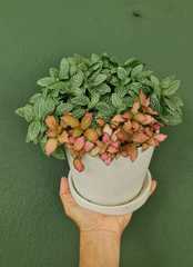 Fittonia