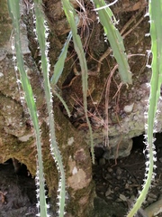 Disocactus speciosus