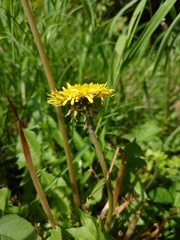 Taraxacum officinale