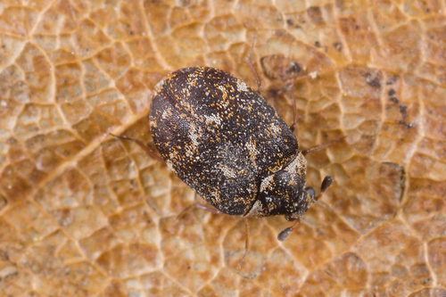 Museum Carpet Beetle