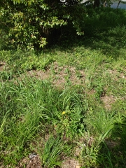 Taraxacum officinale