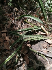 Disocactus speciosus