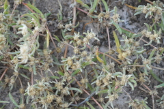 Alternanthera nodifera