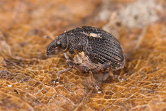 Rhinoncus leucostigma