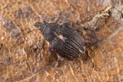 Rhinoncus leucostigma