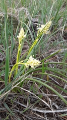 Toxicoscordion venenosum