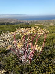 Dudleya greenei