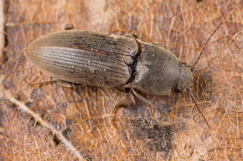 Obscure Click Beetle