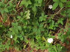 Distimake