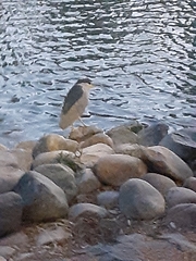 Nycticorax nycticorax