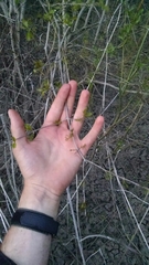 Forestiera acuminata