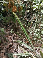 Disocactus speciosus