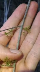 Forestiera acuminata