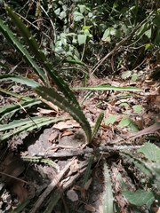 Disocactus speciosus