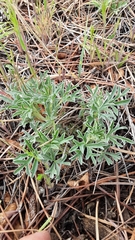 Sphaeralcea coccinea