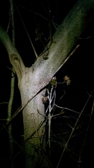 Forestiera acuminata