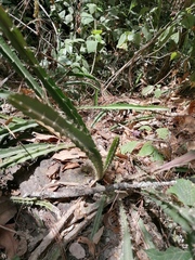 Disocactus speciosus