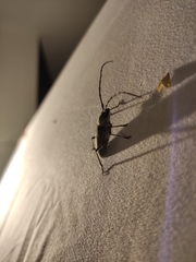 Gnaphalodes trachyderoides