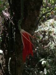 Disocactus speciosus