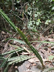 Disocactus speciosus