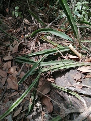 Disocactus speciosus