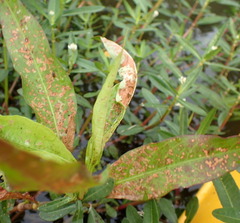 Galerucella nymphaeae