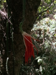 Disocactus speciosus