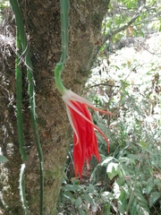 Disocactus speciosus