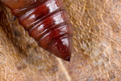 Hypena proboscidalis