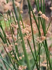 Juncus gregiflorus