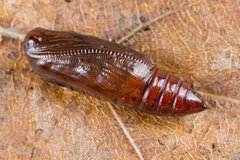 Hypena proboscidalis