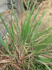 Cymbopogon nardus