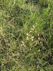 Agalinis communis