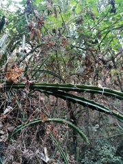 Disocactus speciosus