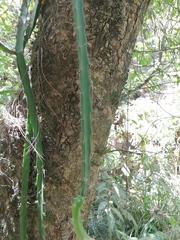 Disocactus speciosus